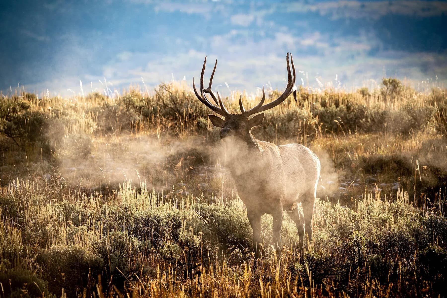 A bull elk in sagebrush, backlit in the dust