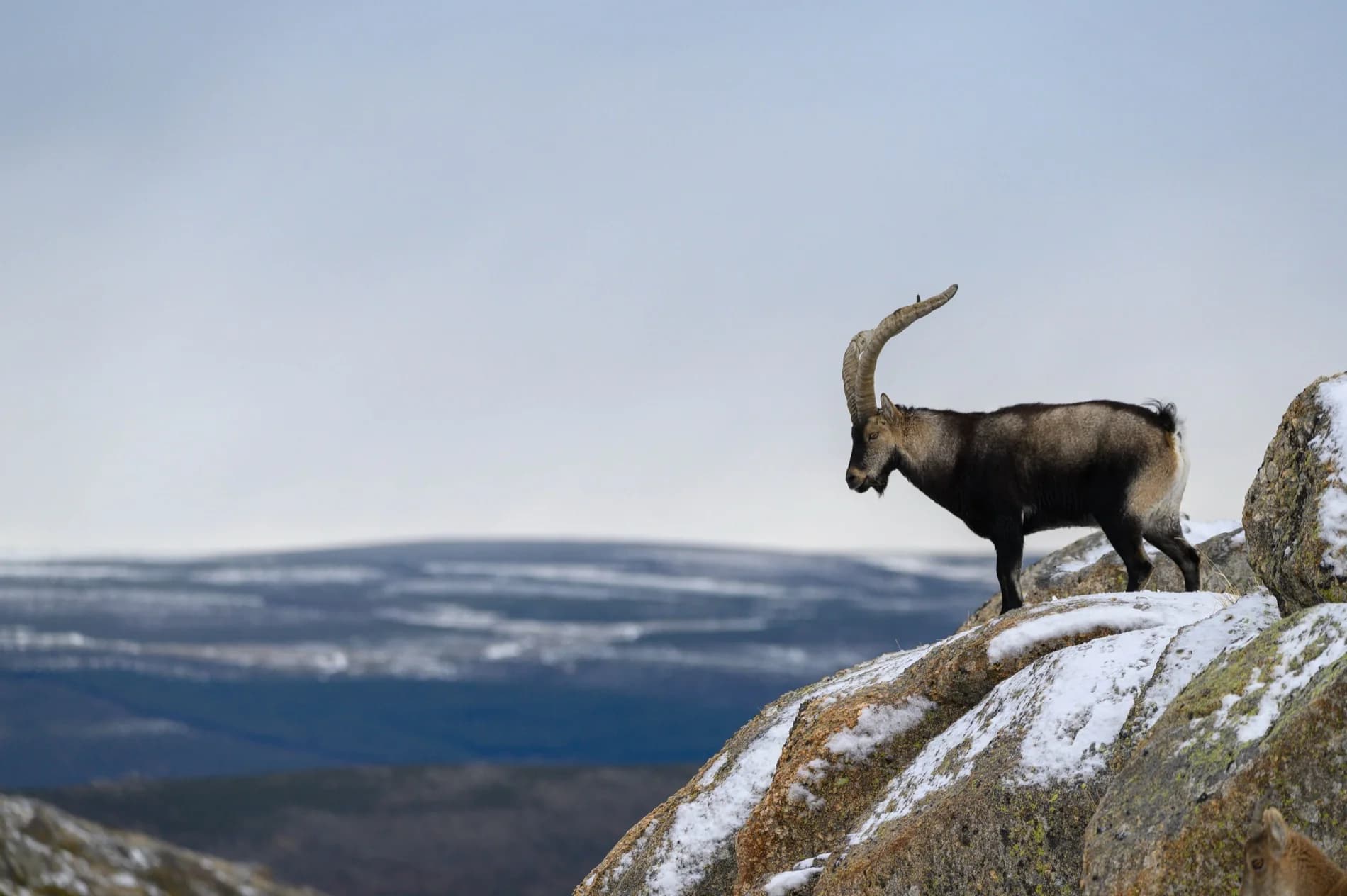 Gredos ibex on the ridge